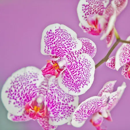 Alix Boutique Отель 4*