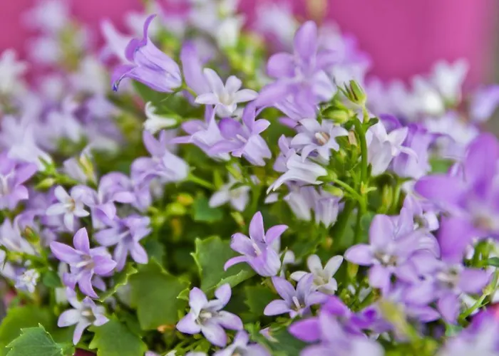 Alix Boutique 4* Arteixo