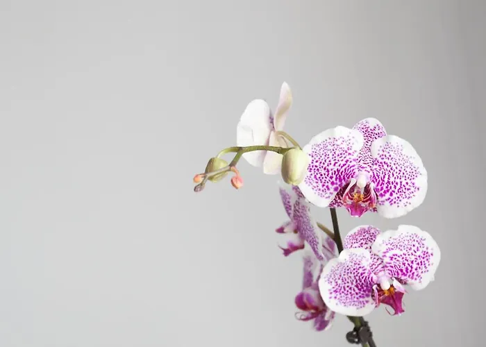 Hotel Alix Boutique 4*