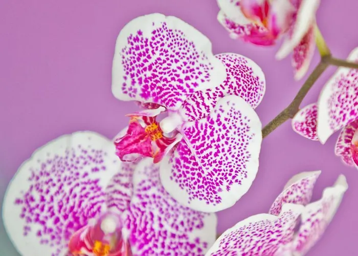 Alix Boutique Hotel 4*