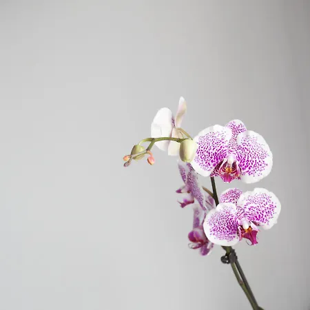 Hotel Alix Boutique 4*